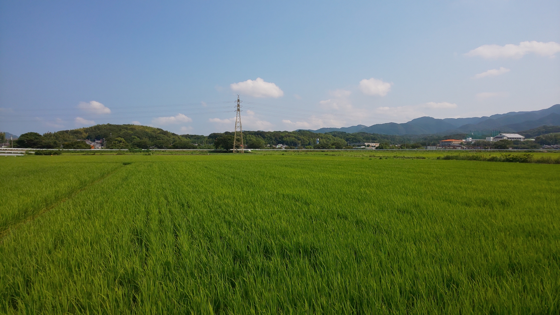 農地売却の方法は？成功させるための手続きと注意点を徹底解説します