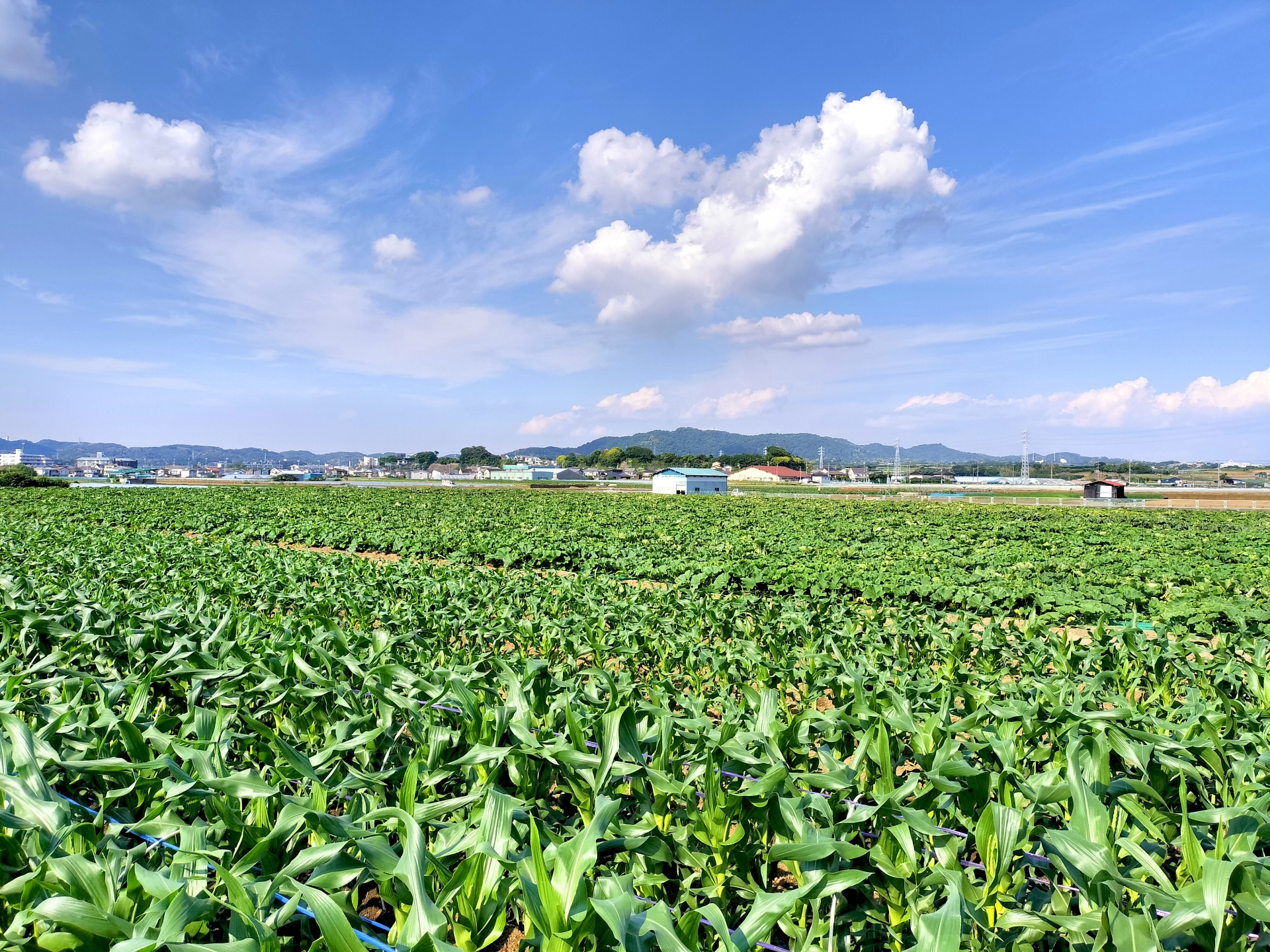 農地売却時にかかる税金の基本知識と申告手続きを解説いたします