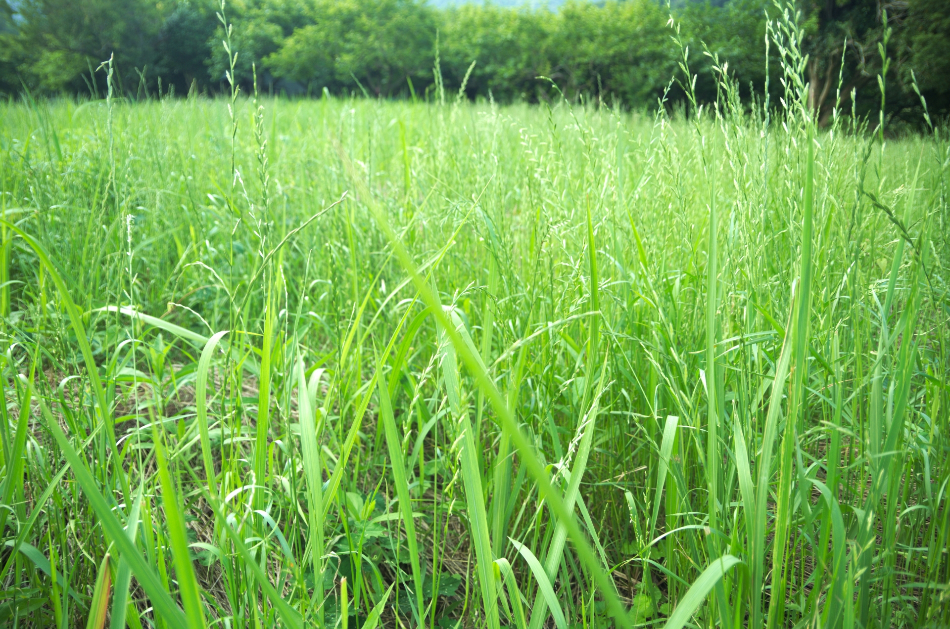 耕作放棄地問題を解決するための具体的な対策と成功事例を紹介
