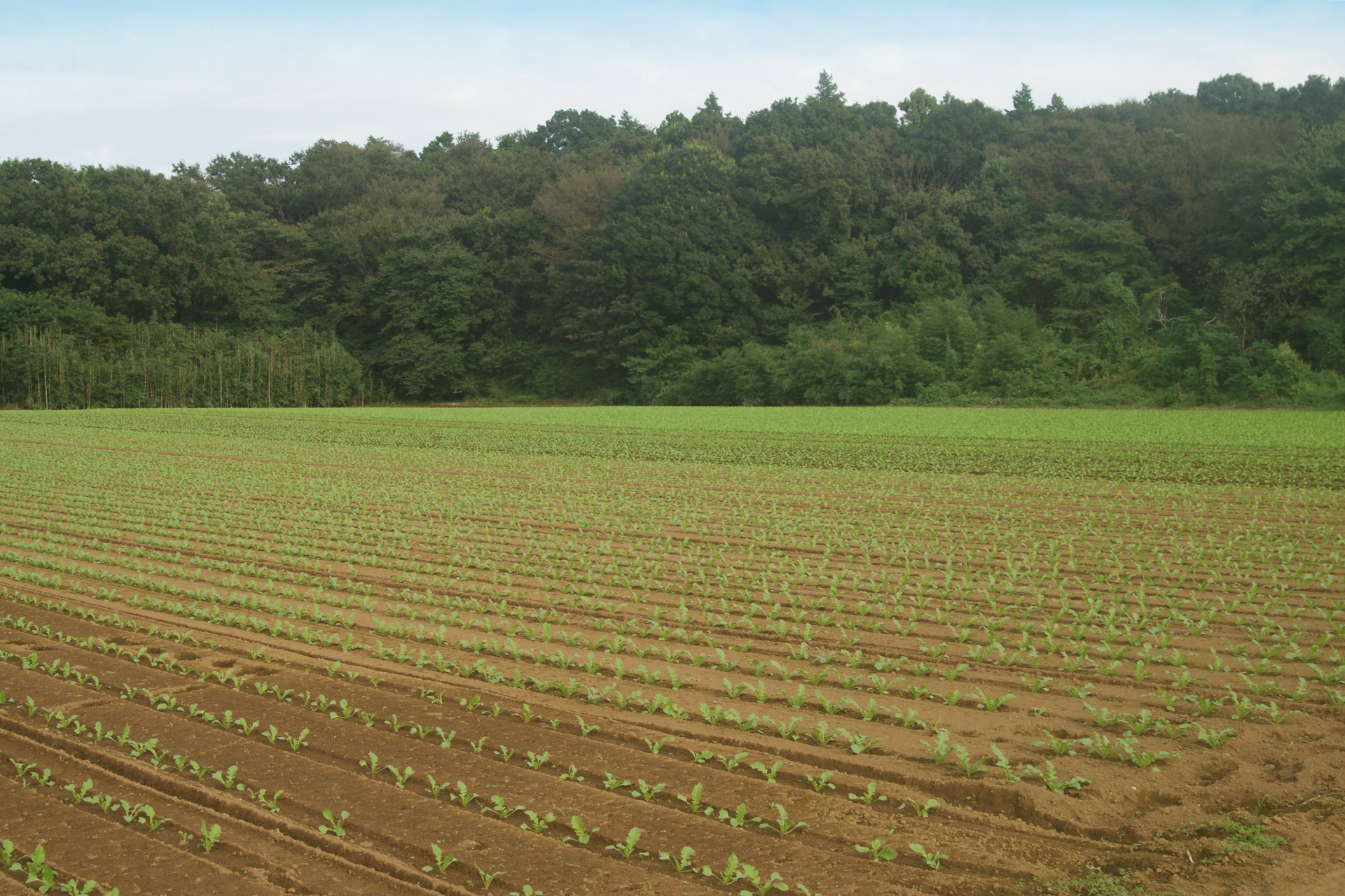 農地を相続したけれどいらない？農地相続放棄の方法と注意点を徹底解説